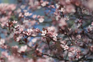 Flowering Tree